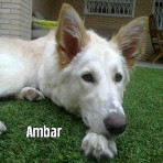 AMBAR